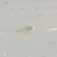 If you look closely at the photo, you can spot an Arctic fox among the endless snow. The photo was taken by Evgeny Stepanov at the Pyakyakhinskoye field in January 2018.